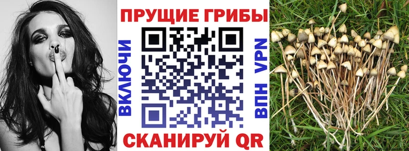 гидра маркетплейс Слюдянка Галлюциногенные грибы Cubensis